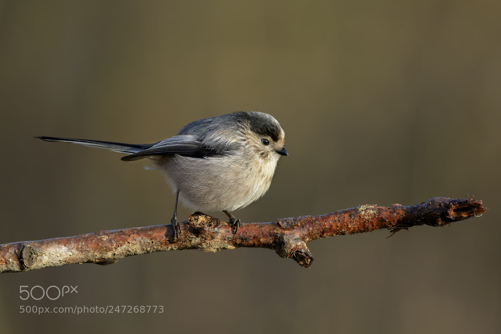 Nikon D7100 sample photo. Long-tailed tit photography