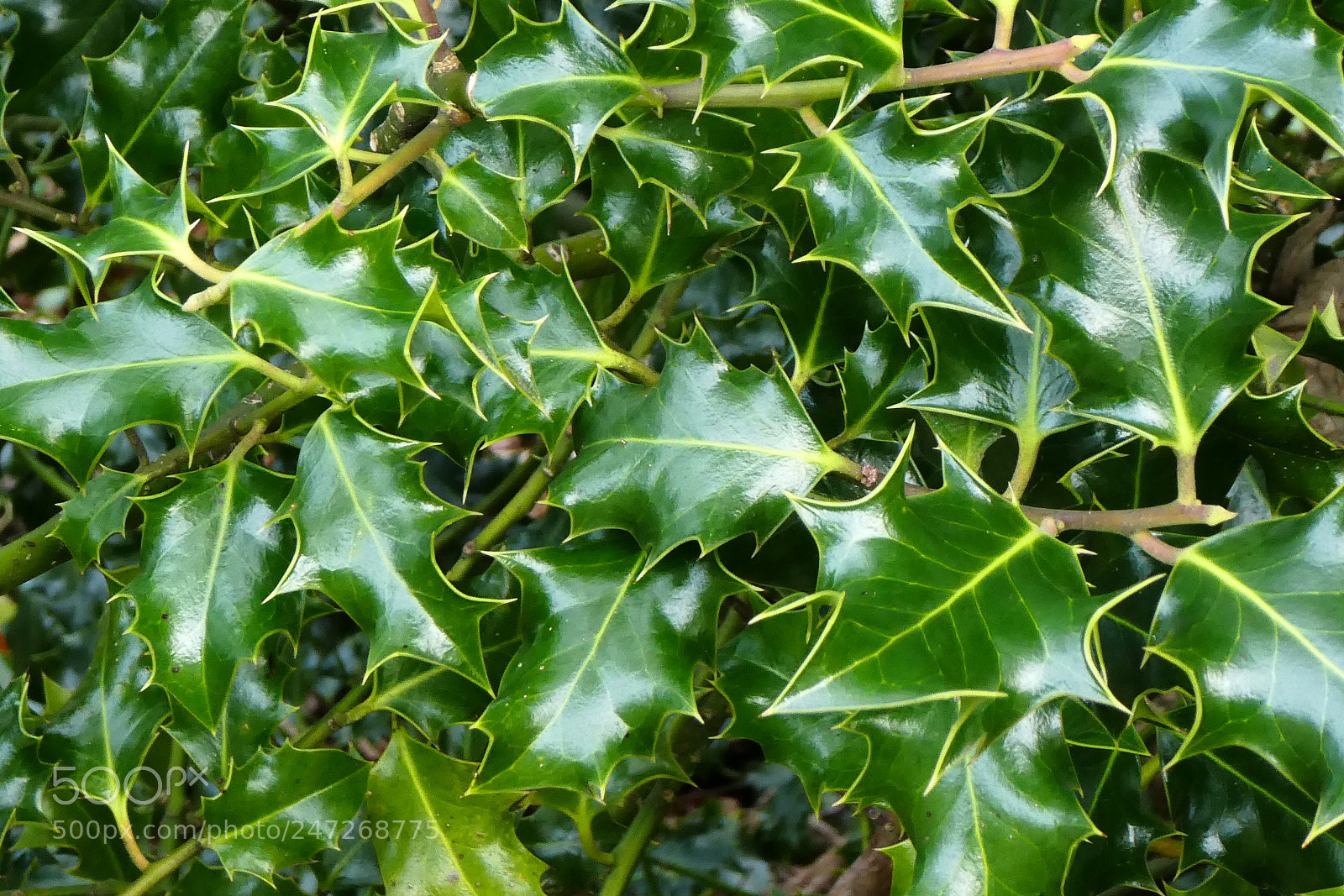 Panasonic DMC-TZ81 sample photo. Green shapes photography