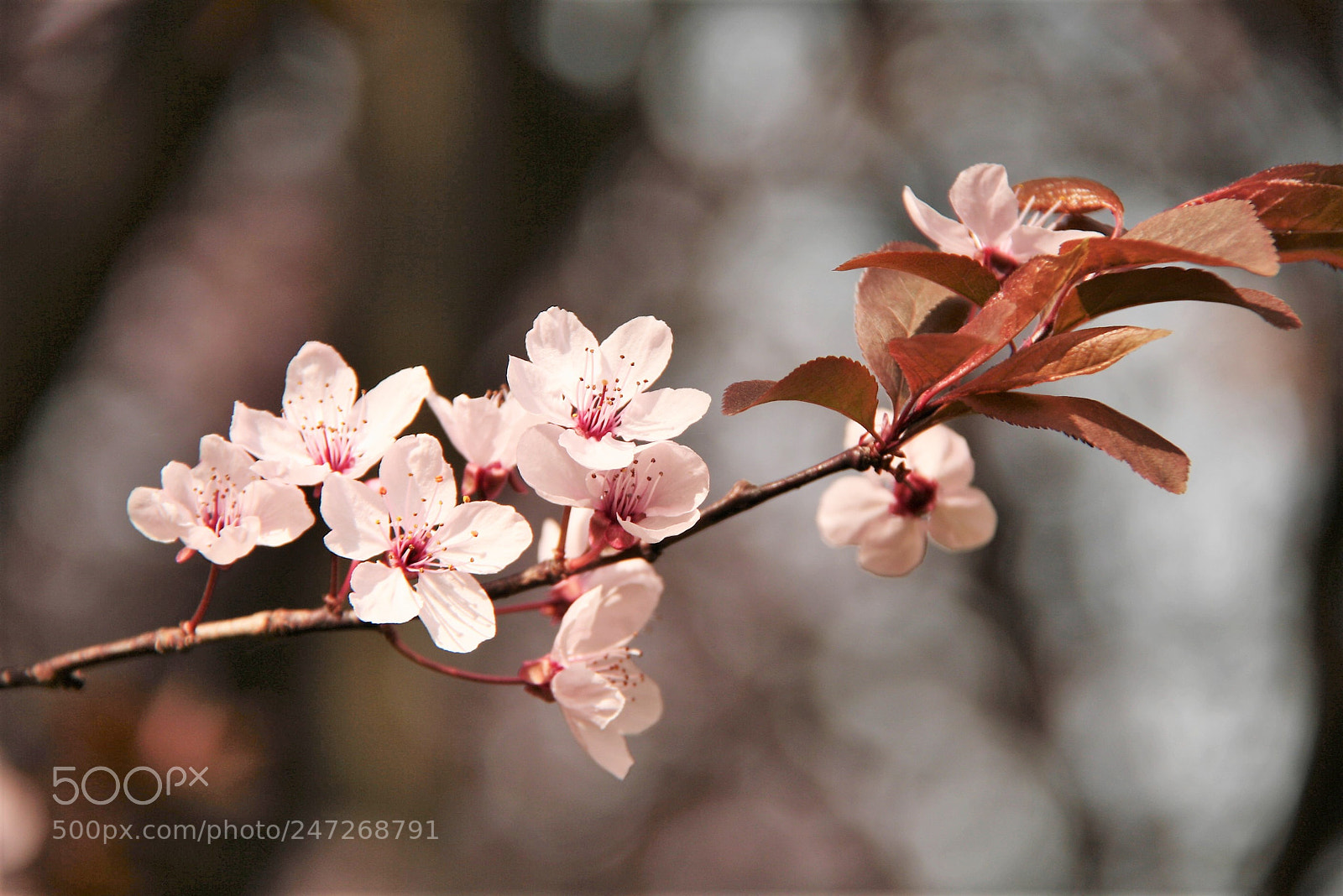 Canon EOS 1000D (EOS Digital Rebel XS / EOS Kiss F) sample photo. Spring flowers photography