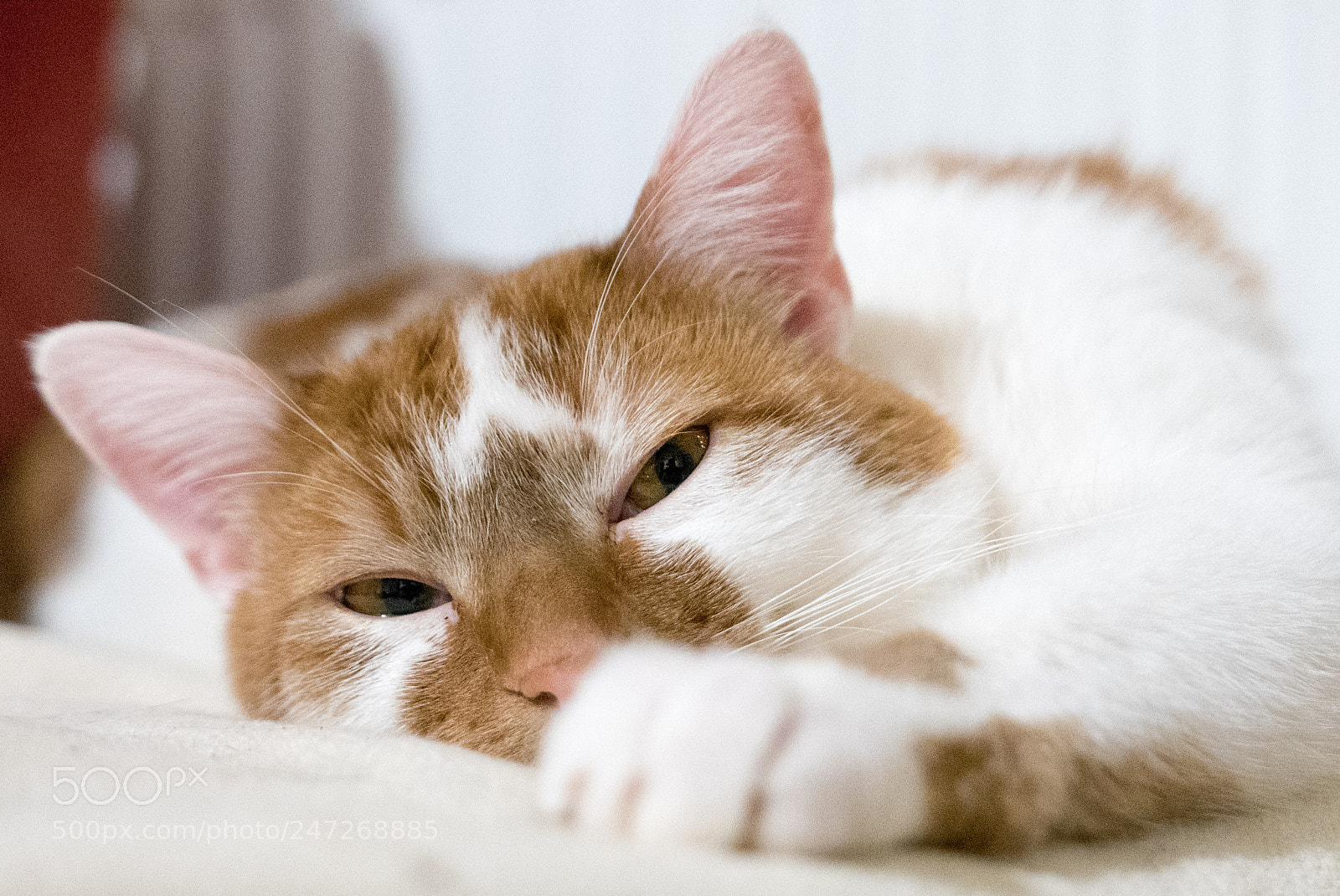 Panasonic Lumix DMC-LX100 sample photo. Sleepy photography