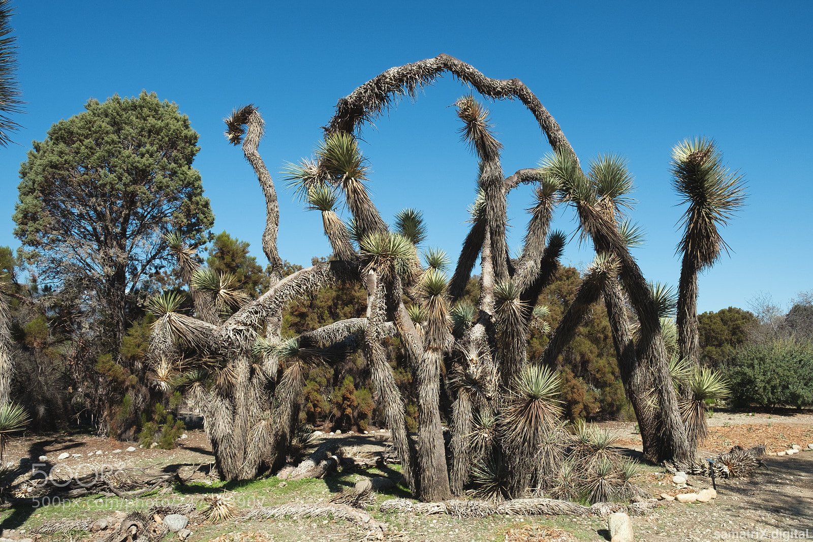 Fujifilm X-Pro1 sample photo. Joshua tree photography