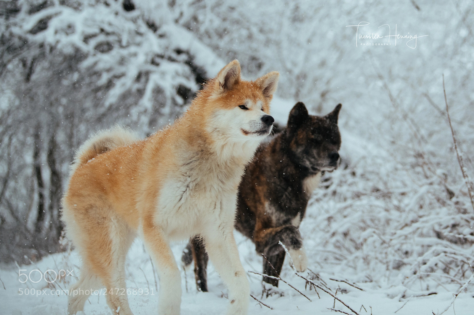 Nikon D850 sample photo. Akita winter series photography