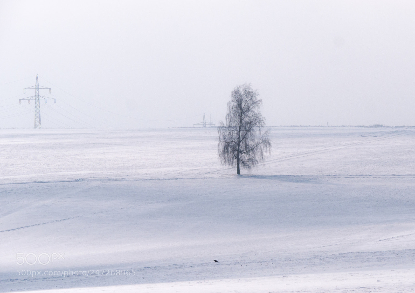 Panasonic DMC-G70 sample photo. Tree in winter photography