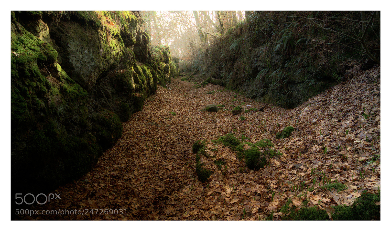 Canon EOS 7D sample photo. Deep leaves photography