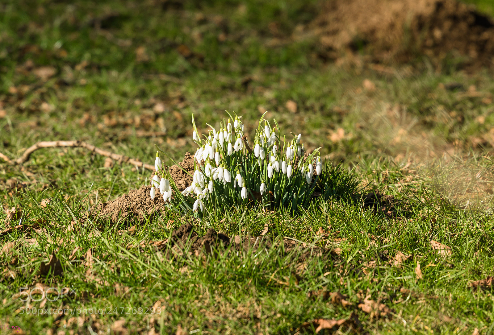 Canon EOS 7D Mark II sample photo. Snowdrops photography