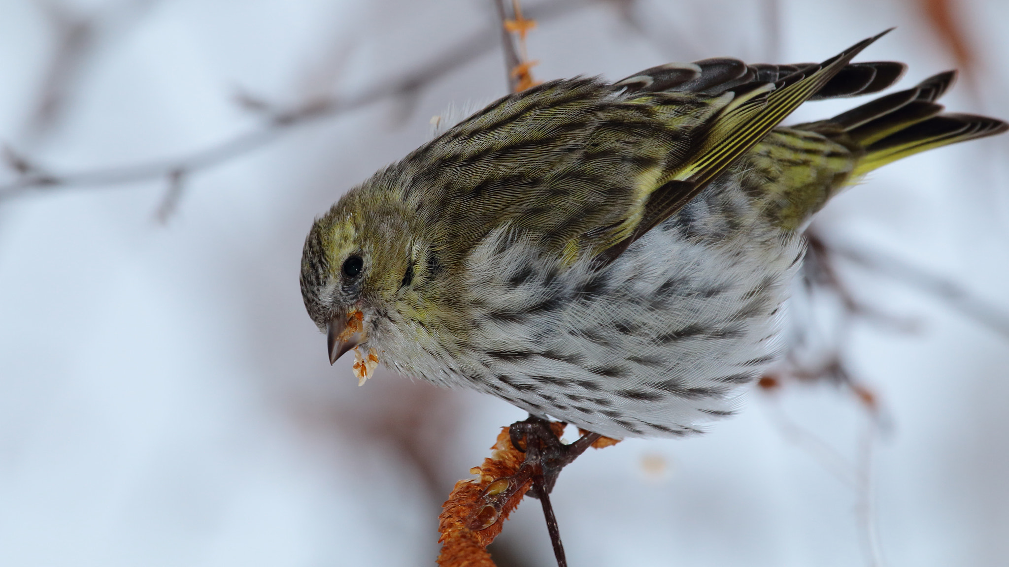 Canon EF 100-400mm F4.5-5.6L IS USM sample photo. Eurasian siskin photography