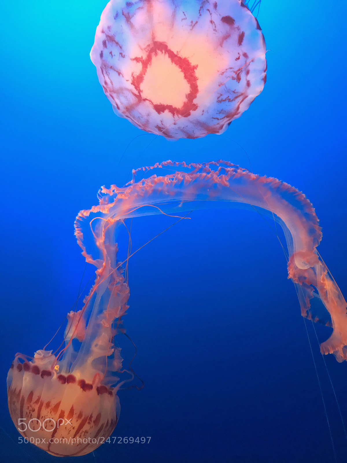 Apple iPhone 7 Plus sample photo. Jelly fish photography
