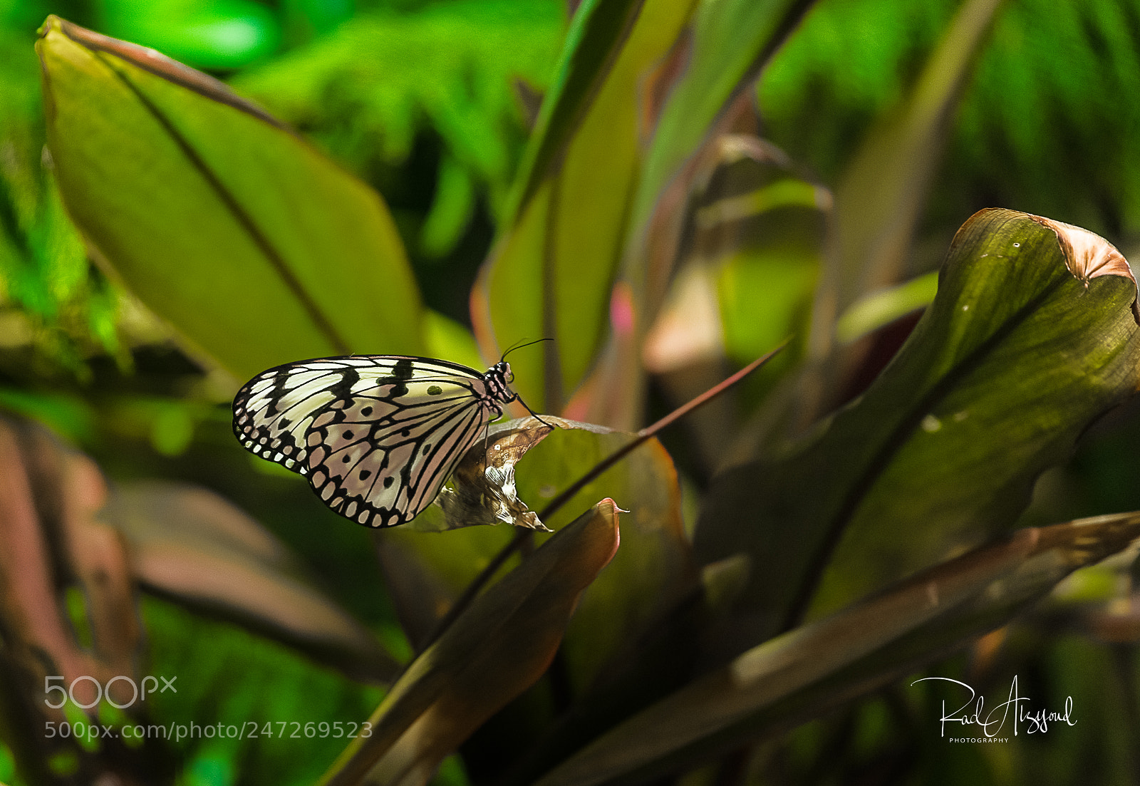 Nikon D850 sample photo. Butterfly photography