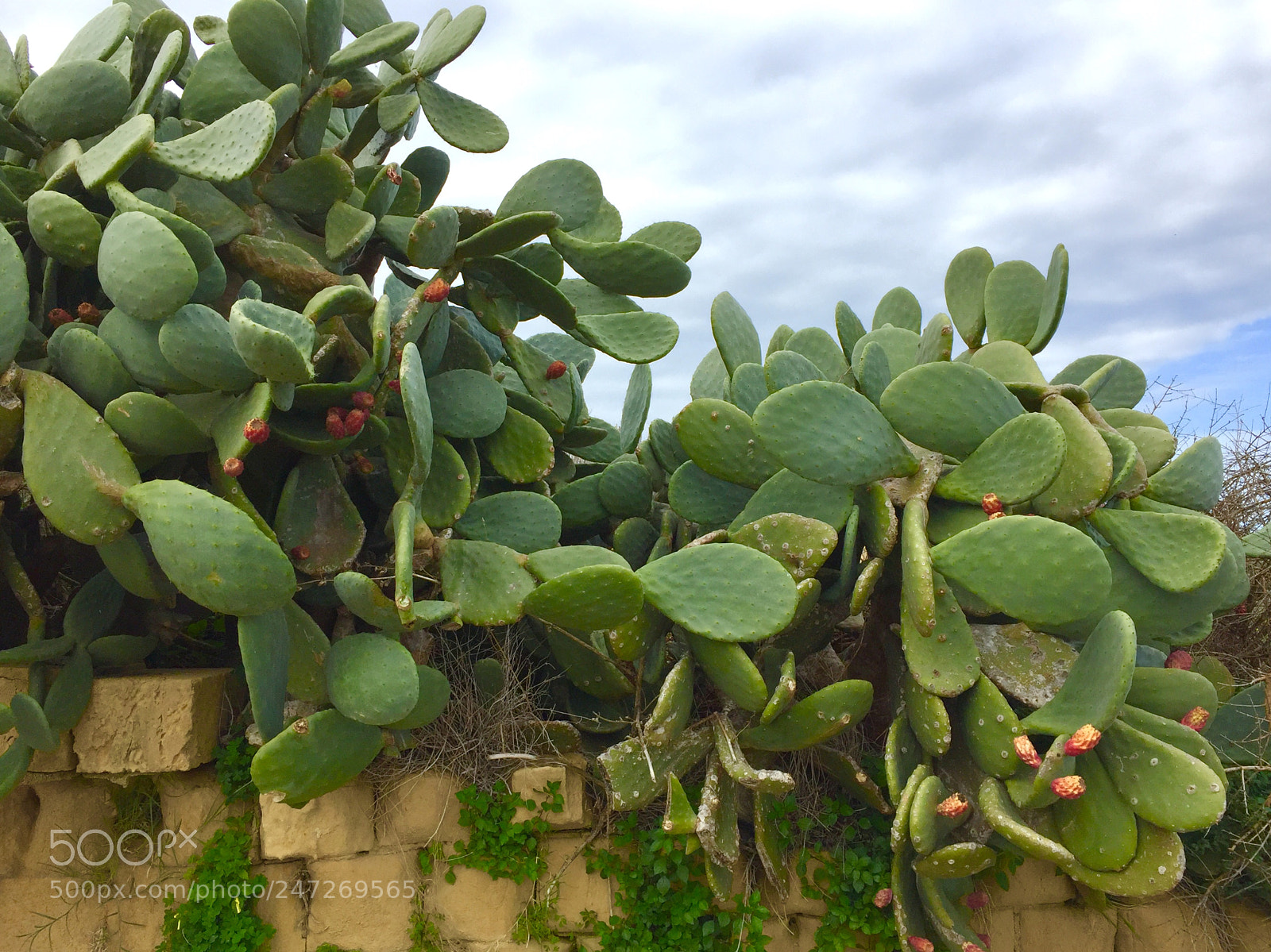 Apple iPhone 6 sample photo. Nuage de cactus photography