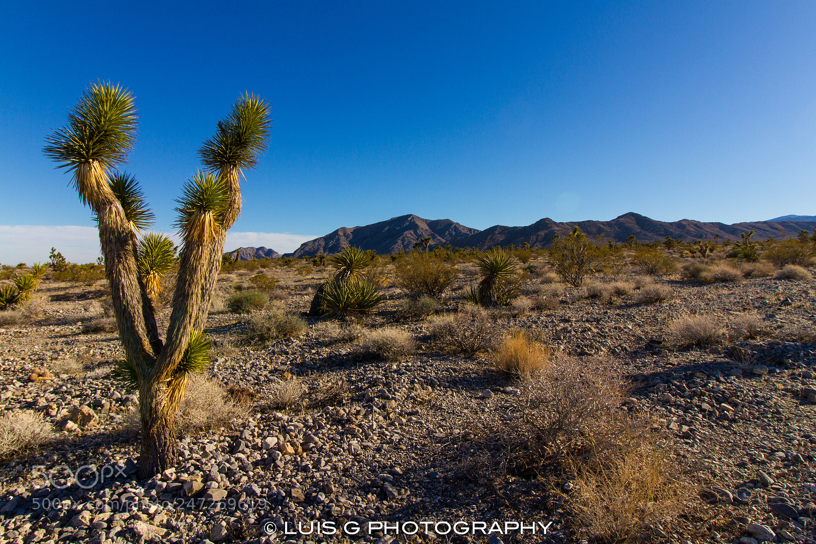 Canon EOS 7D sample photo. Las vegas photography