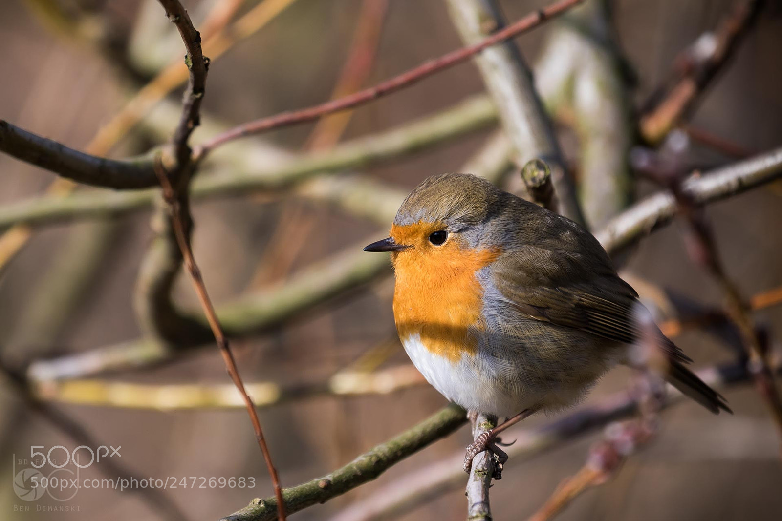 Canon EOS 7D Mark II sample photo. Rotkehlchen photography