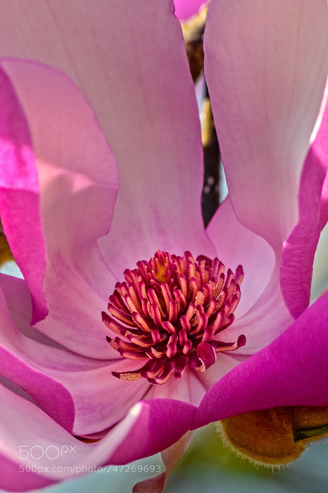 Nikon D850 sample photo. Inside the saucer magnolia photography