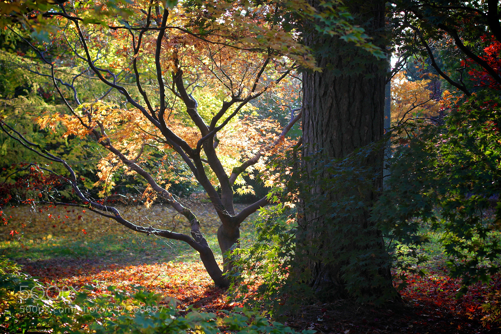 Canon EOS 500D (EOS Rebel T1i / EOS Kiss X3) sample photo. Westonbirt photography