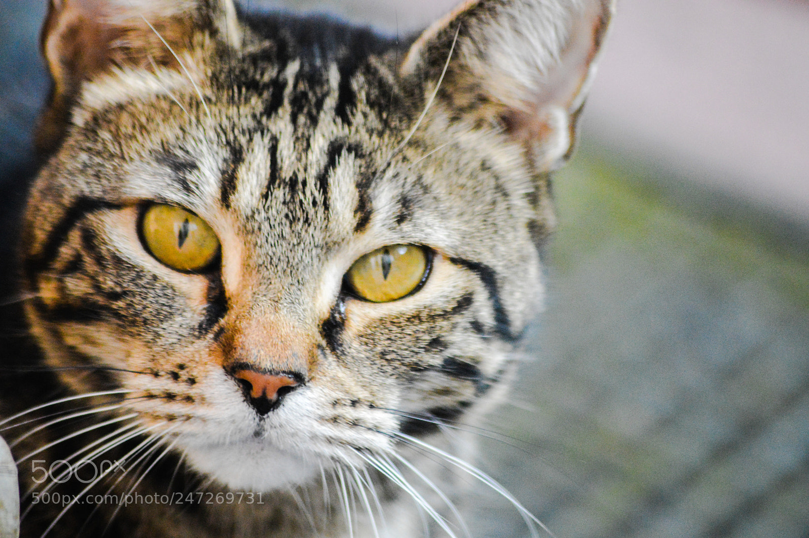 Nikon D3200 sample photo. Odin is a cat photography