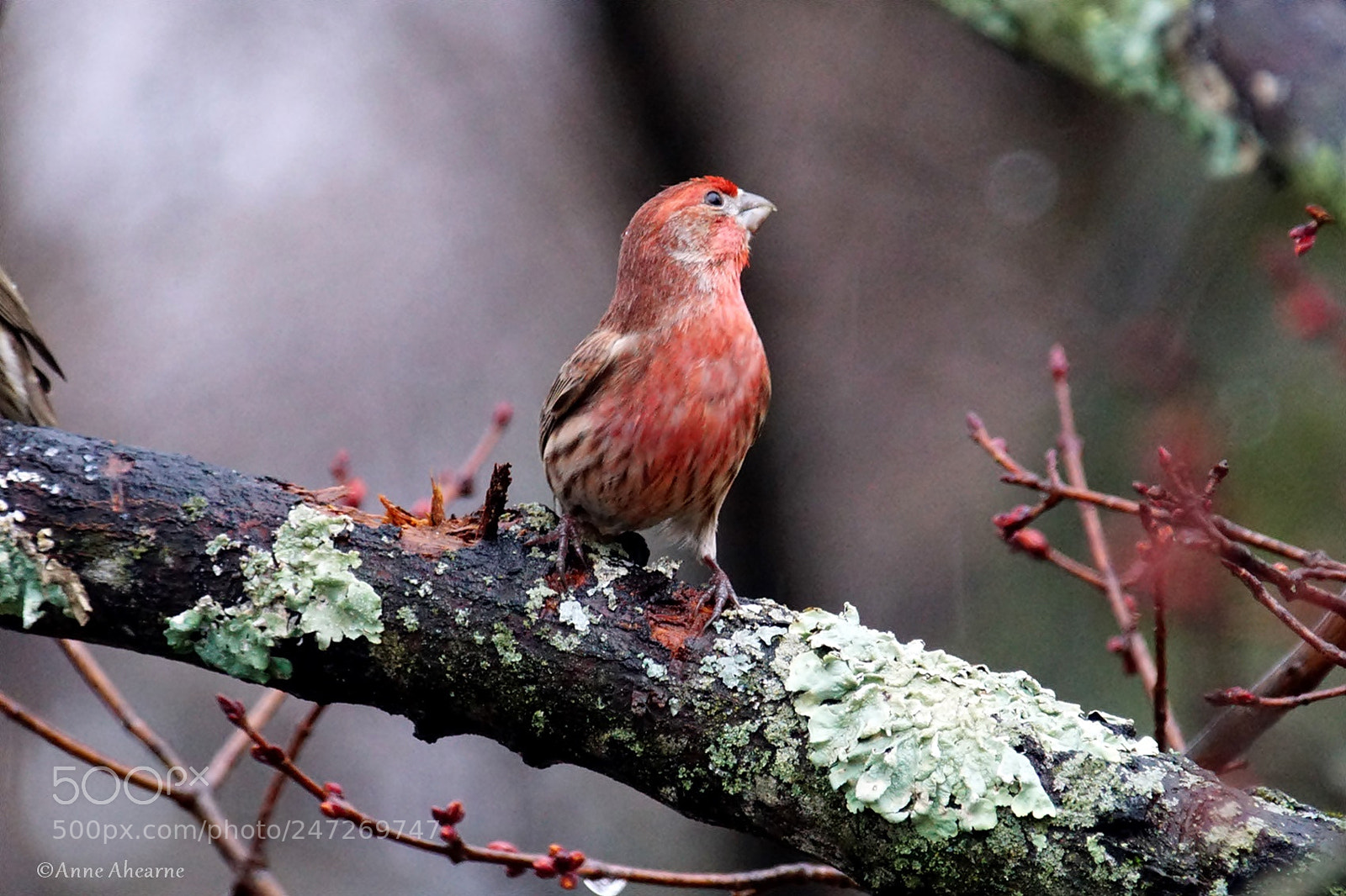 Sony ILCA-77M2 sample photo. Male house finch photography