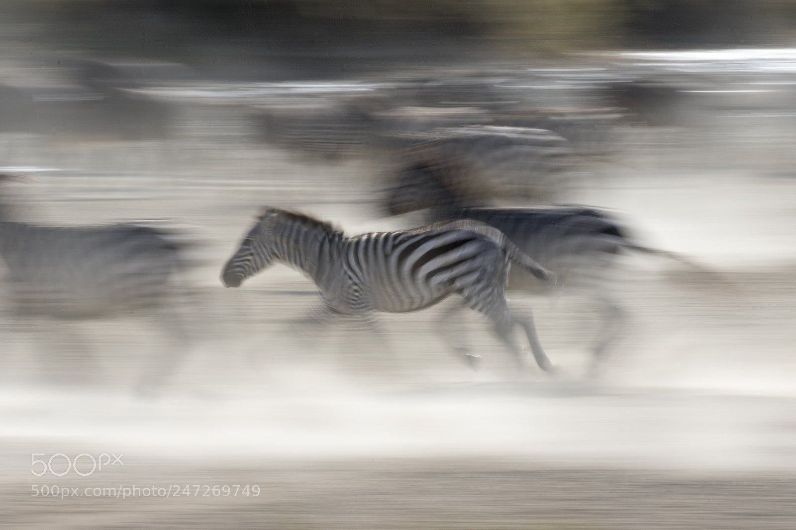 Canon EOS 7D Mark II sample photo. Zebra, serengeti, tanzania photography