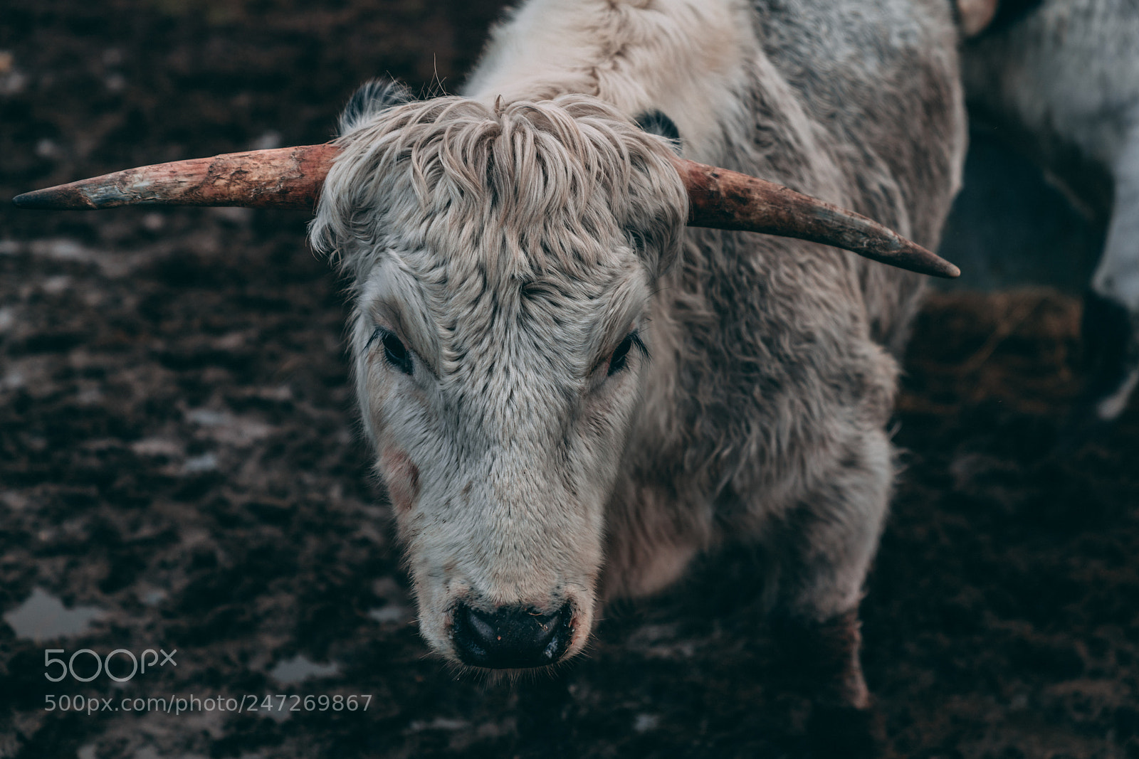 Sony a7R III sample photo. Scottish cattle 2 photography