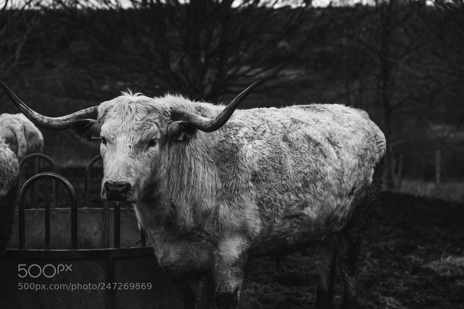 Sony a7R III sample photo. The bull photography