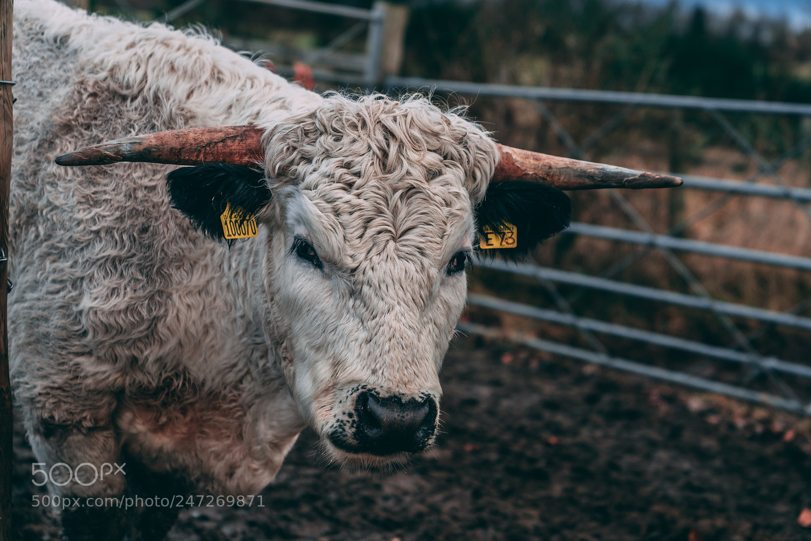 Sony a7R III sample photo. Scottish cattle photography
