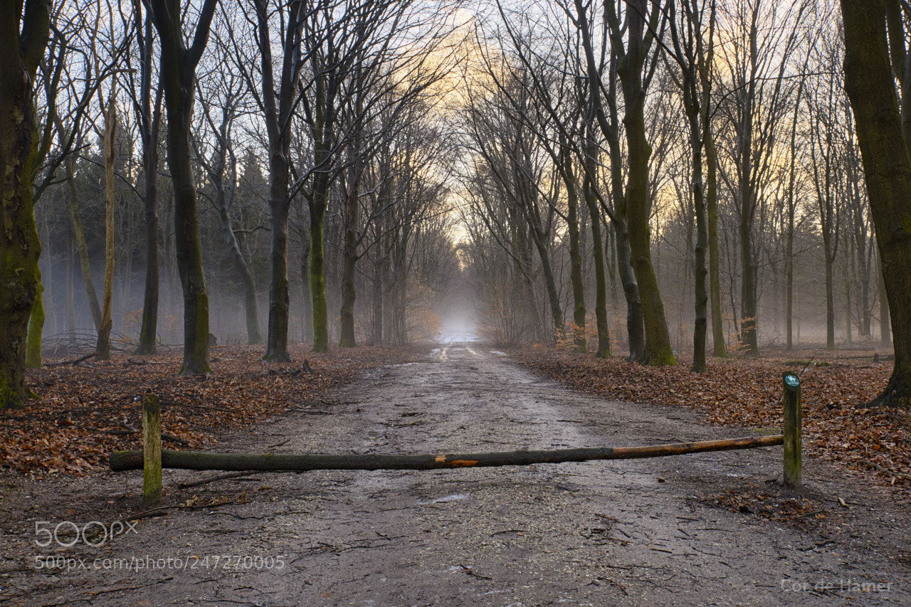 Sony SLT-A99V sample photo. Foggy forest photography
