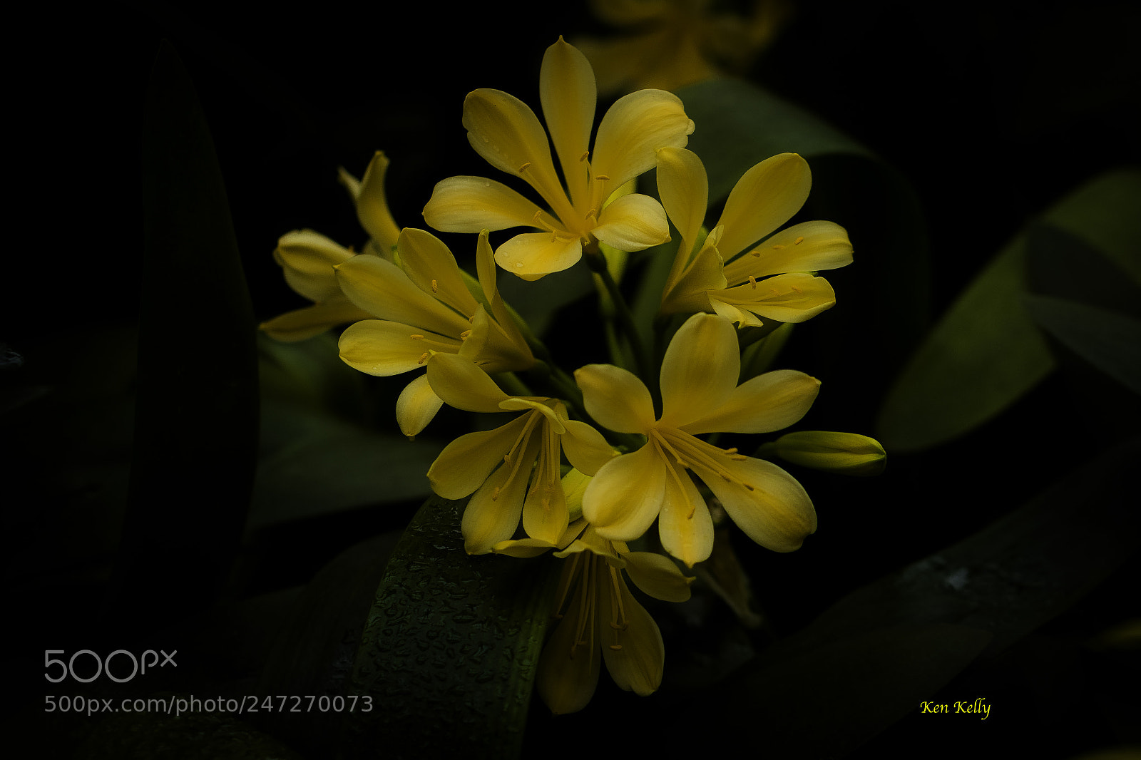 Canon EOS 7D Mark II sample photo. Daylily photography