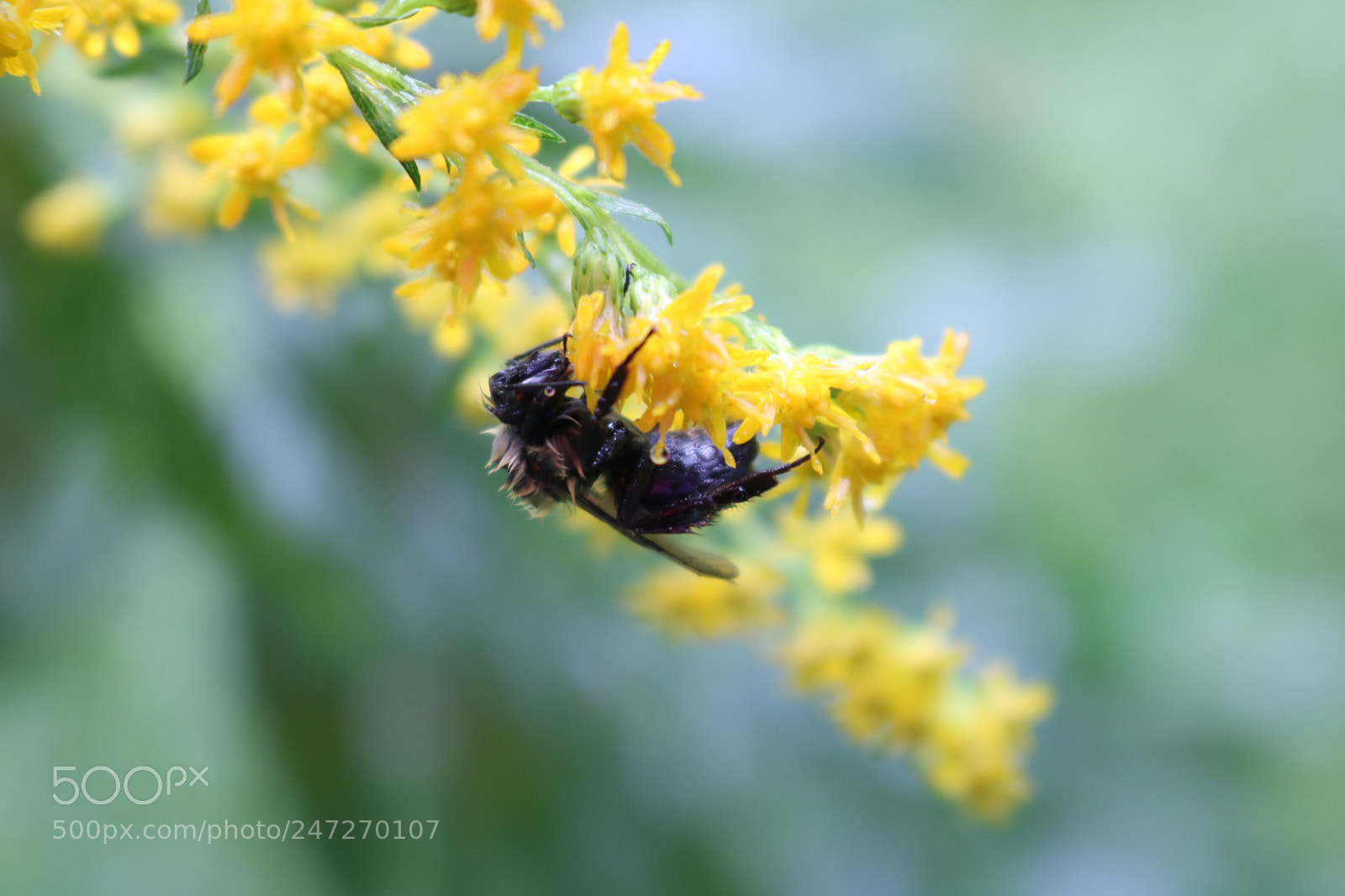 Canon EOS 750D (EOS Rebel T6i / EOS Kiss X8i) sample photo. Rain soaked bee photography
