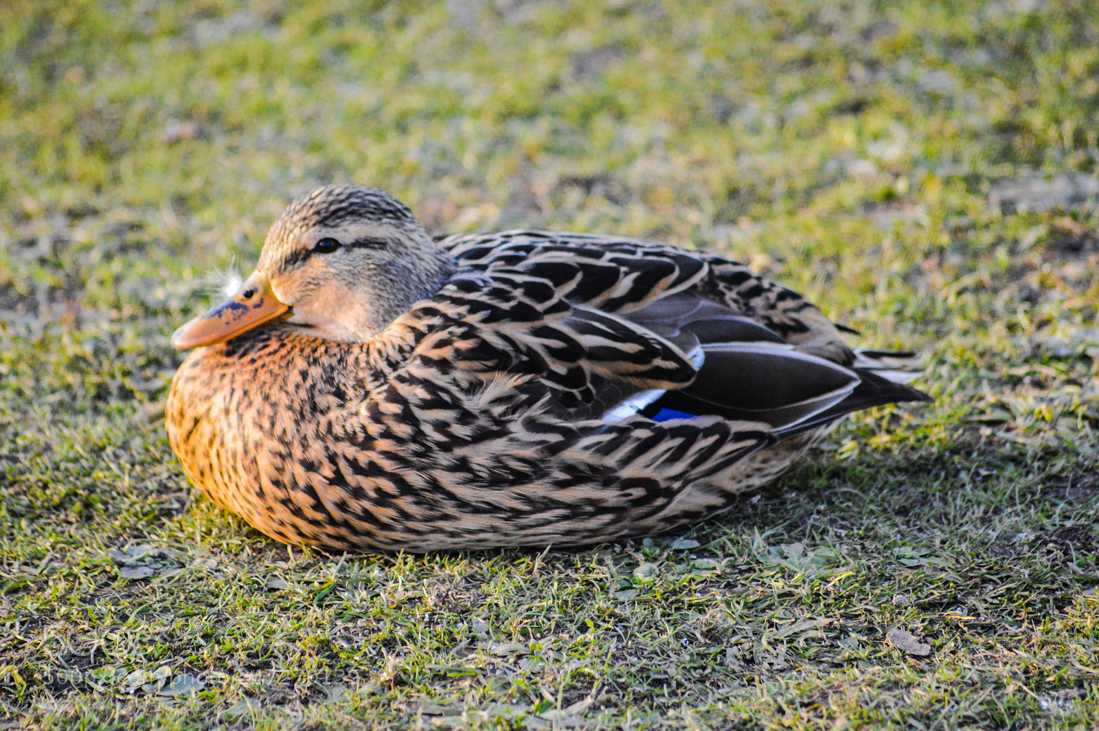 Nikon D3200 sample photo. Mrs mallard photography