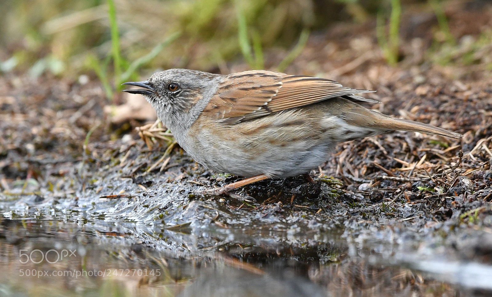 Nikon D500 + Nikon AF-S Nikkor 500mm F4G ED VR sample photo. Heggenmus photography
