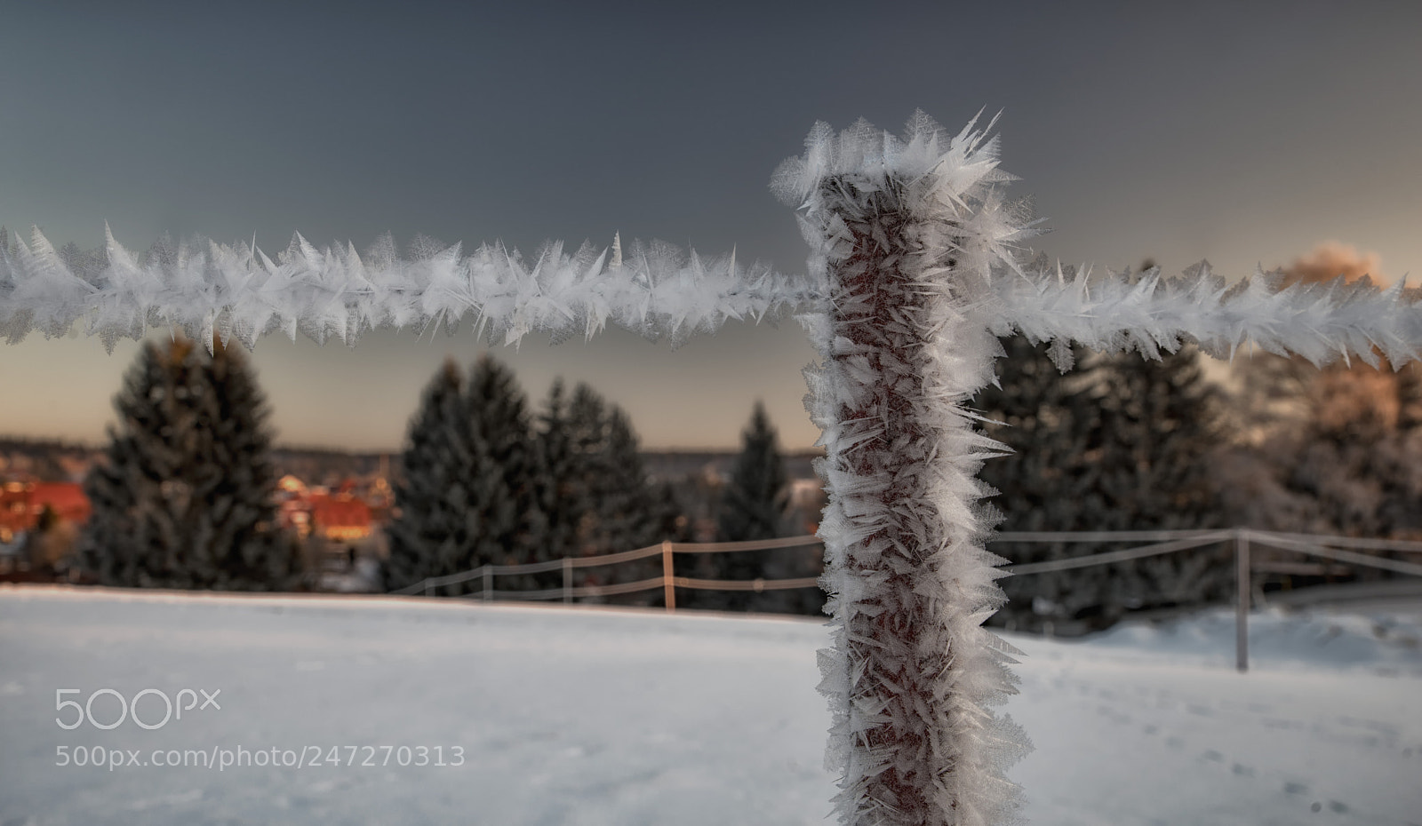 Pentax K-1 sample photo. Feathers from ice photography