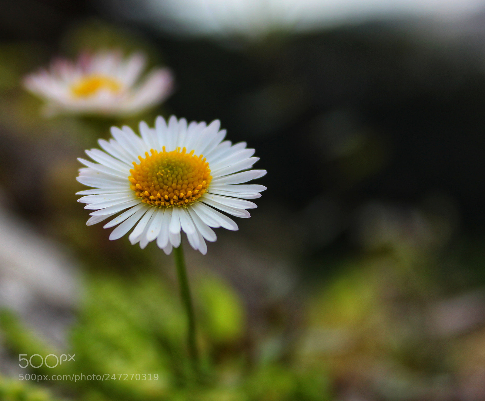 Canon EOS 600D (Rebel EOS T3i / EOS Kiss X5) sample photo. Untitled photography