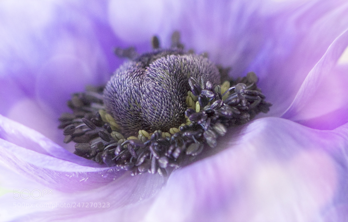 Canon EOS 50D sample photo. Hearth of a anemone photography