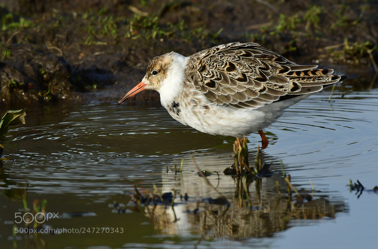 Nikon D500 + Nikon AF-S Nikkor 500mm F4G ED VR sample photo. Kemphaan photography