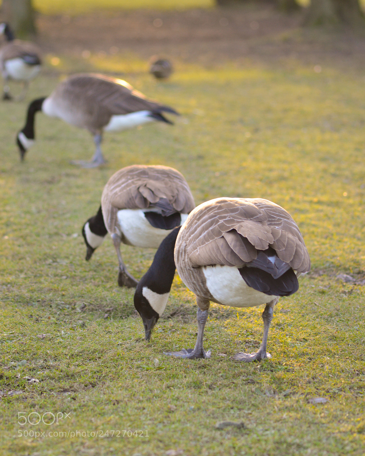 Nikon D3200 sample photo. Canadian geese photography