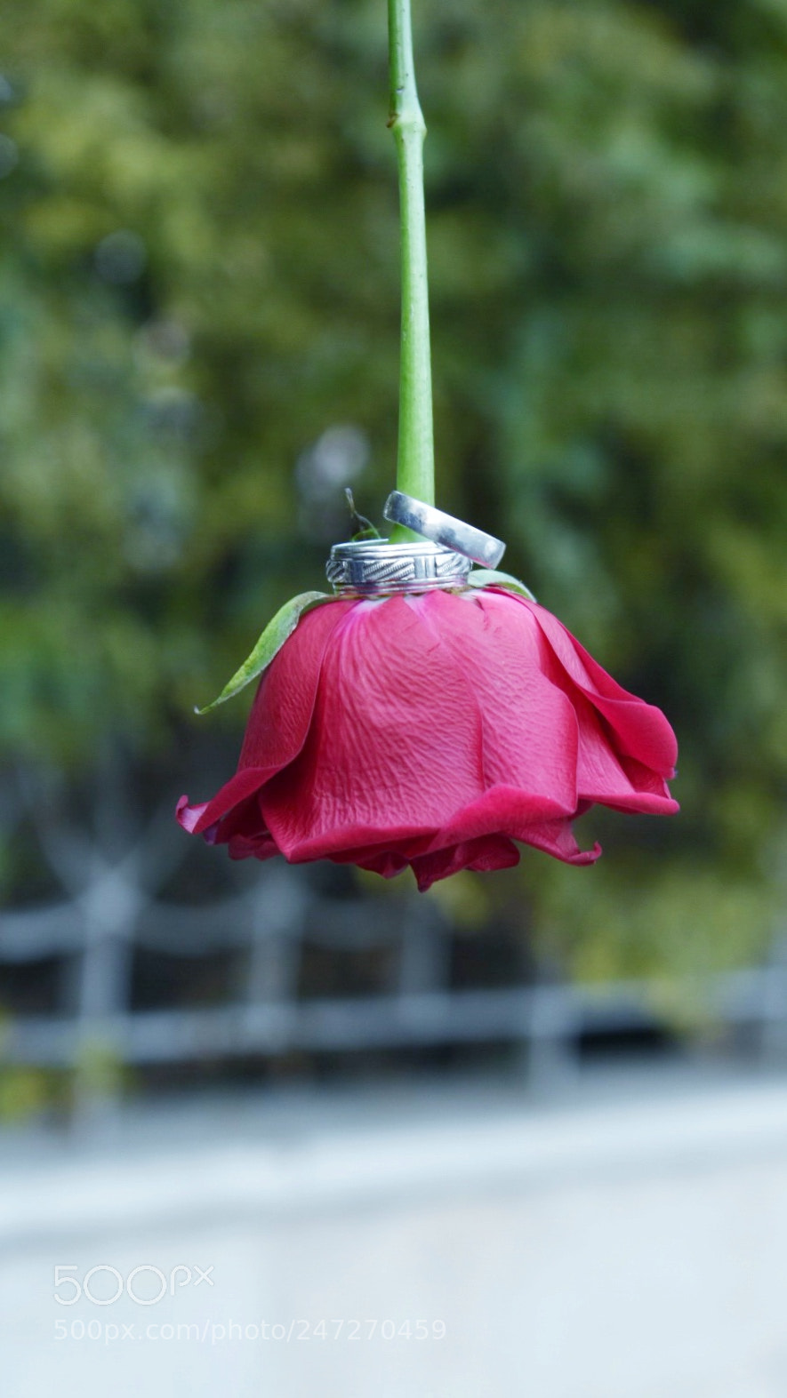 Nikon D5500 sample photo. Untitled photography