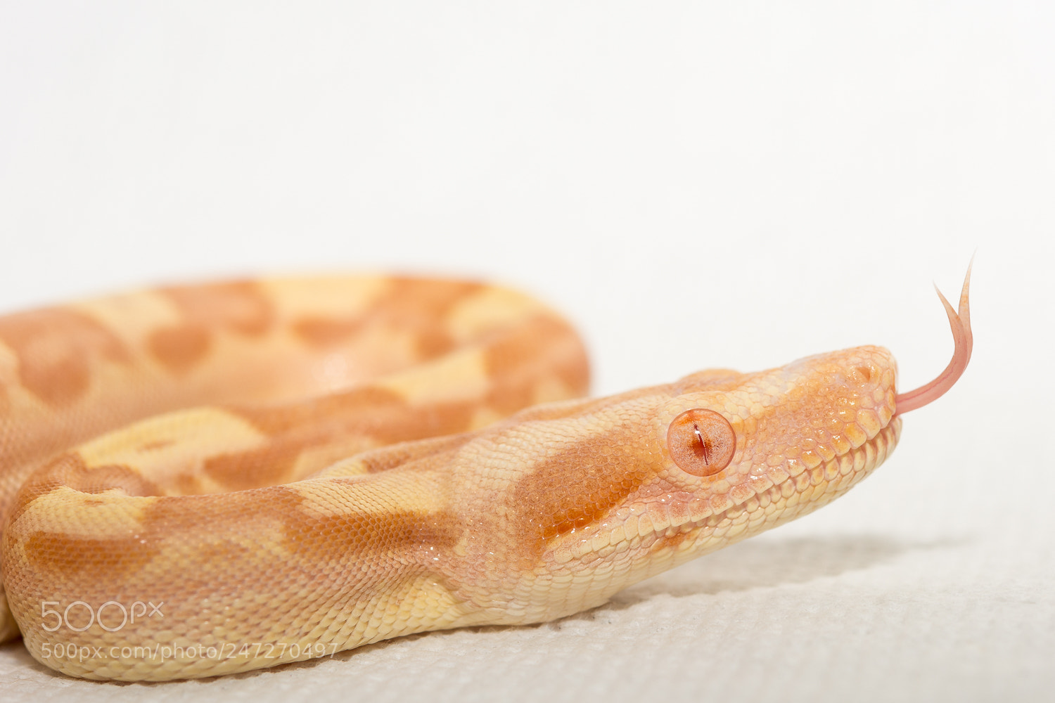 Nikon D7100 sample photo. Sharp albino tongue photography