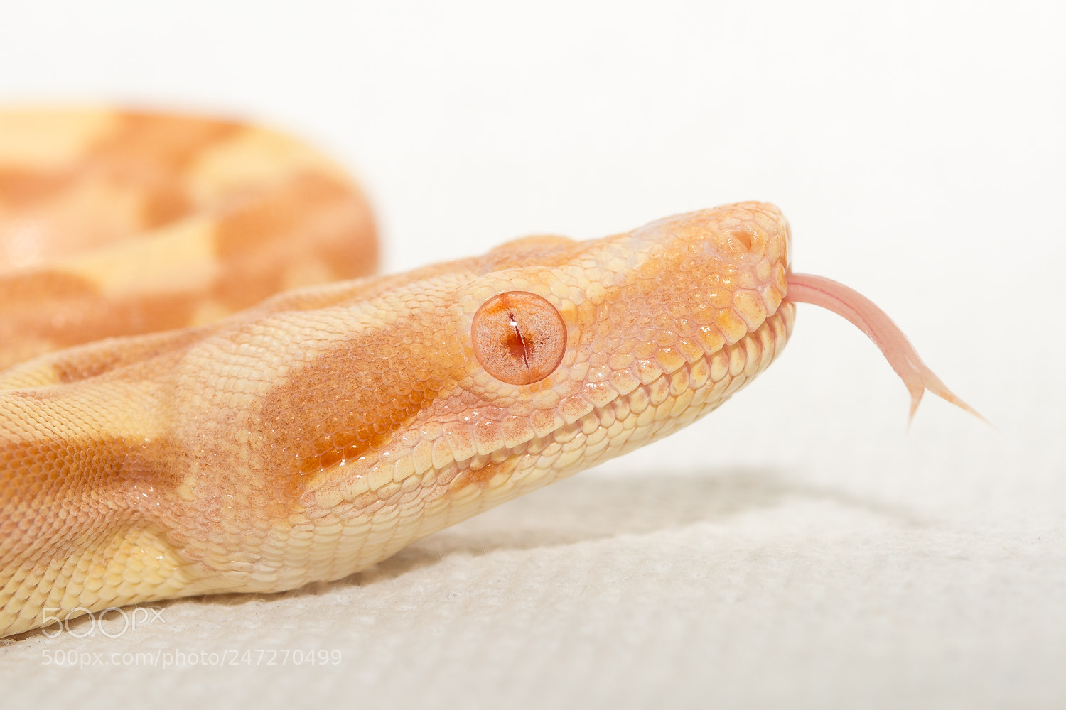 Nikon D7100 sample photo. Sharp albino tongue photography