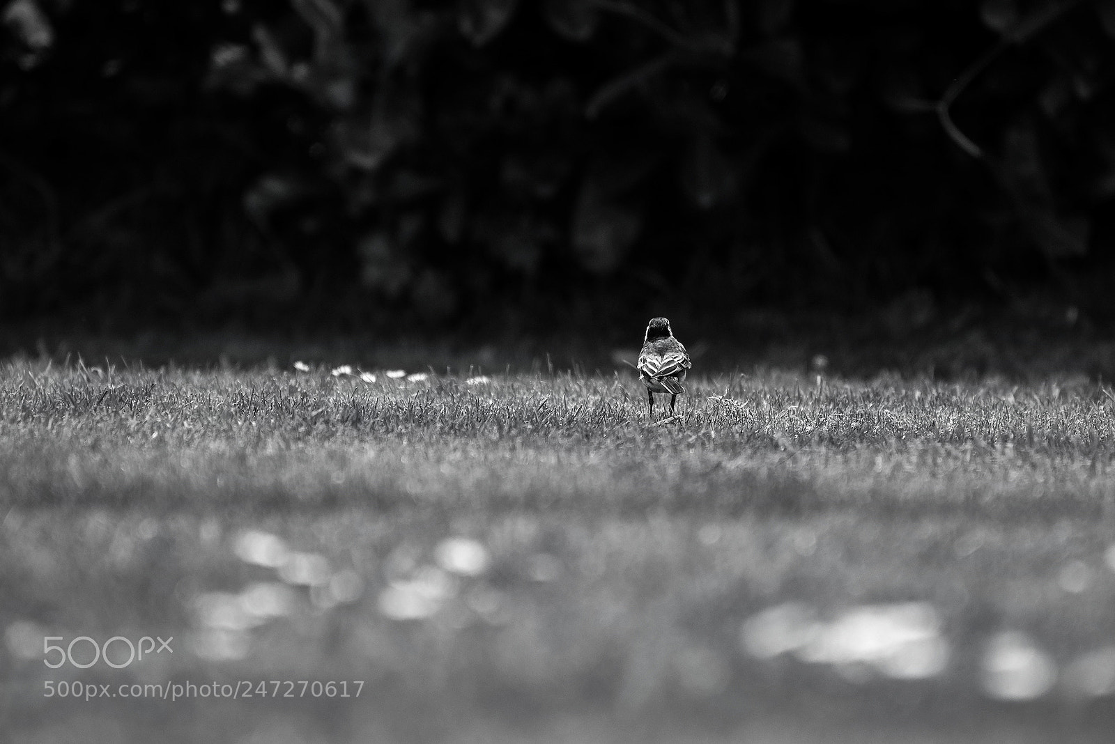Nikon D610 sample photo. Mrwagtail photography