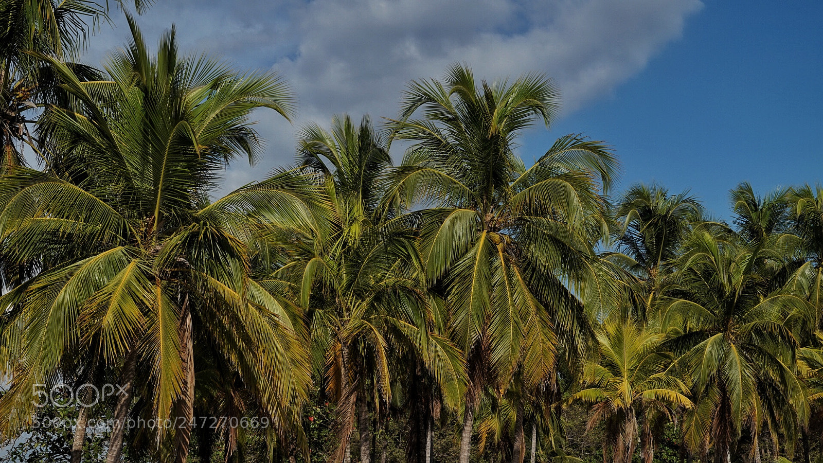 Sony Alpha a5000 (ILCE 5000) sample photo. Playa carrillo. costa rica photography