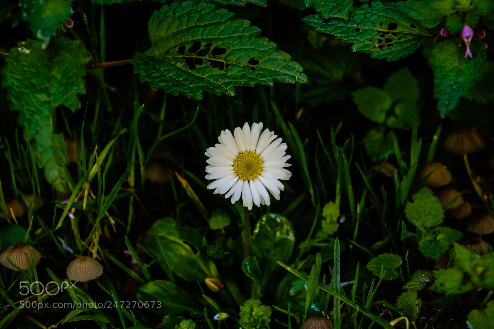 Sony SLT-A77 sample photo. Daisy.... photography
