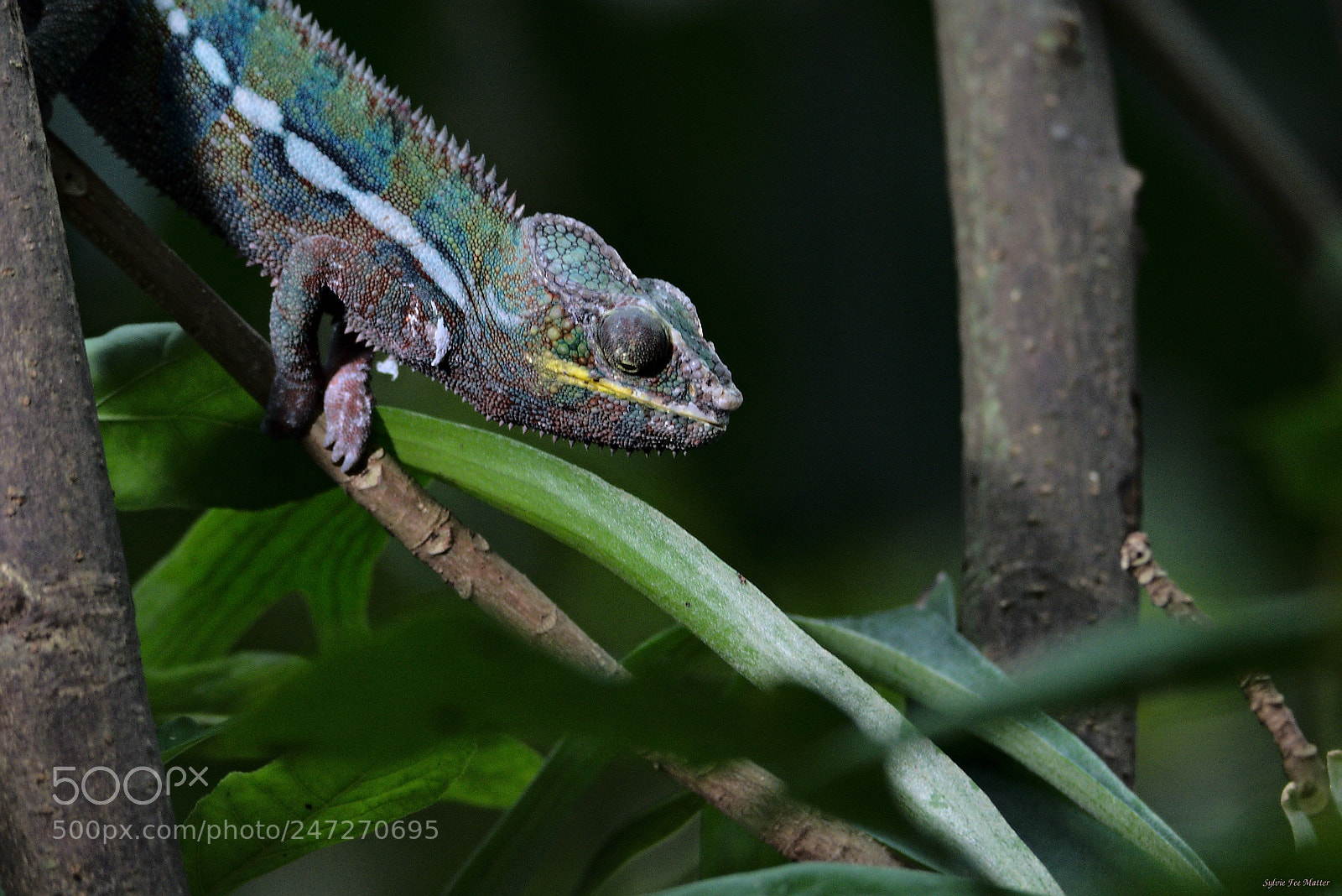 Nikon D7200 sample photo. Spot light photography