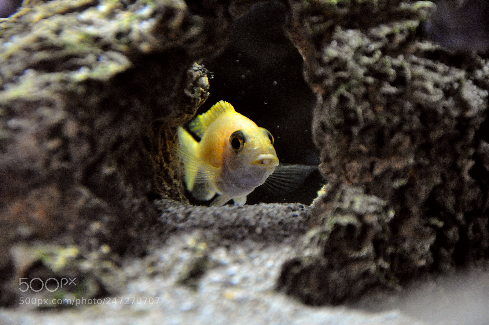 Nikon D90 sample photo. Fish in cave photography
