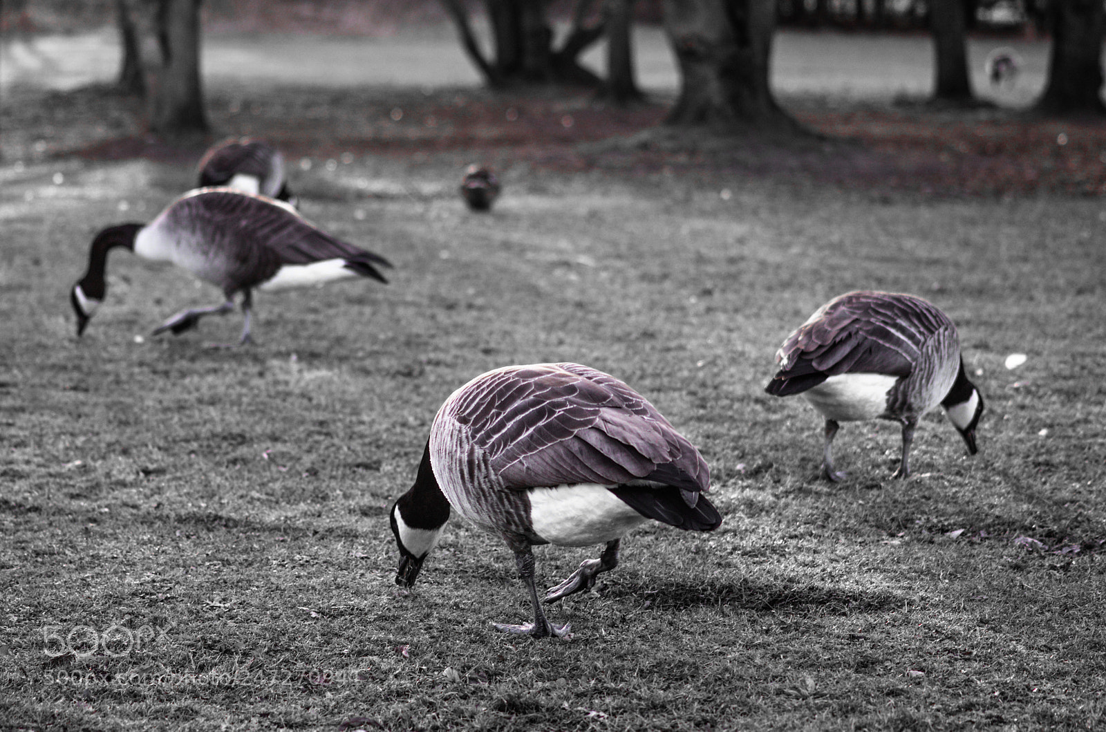 Nikon D3200 sample photo. Canadian geese photography
