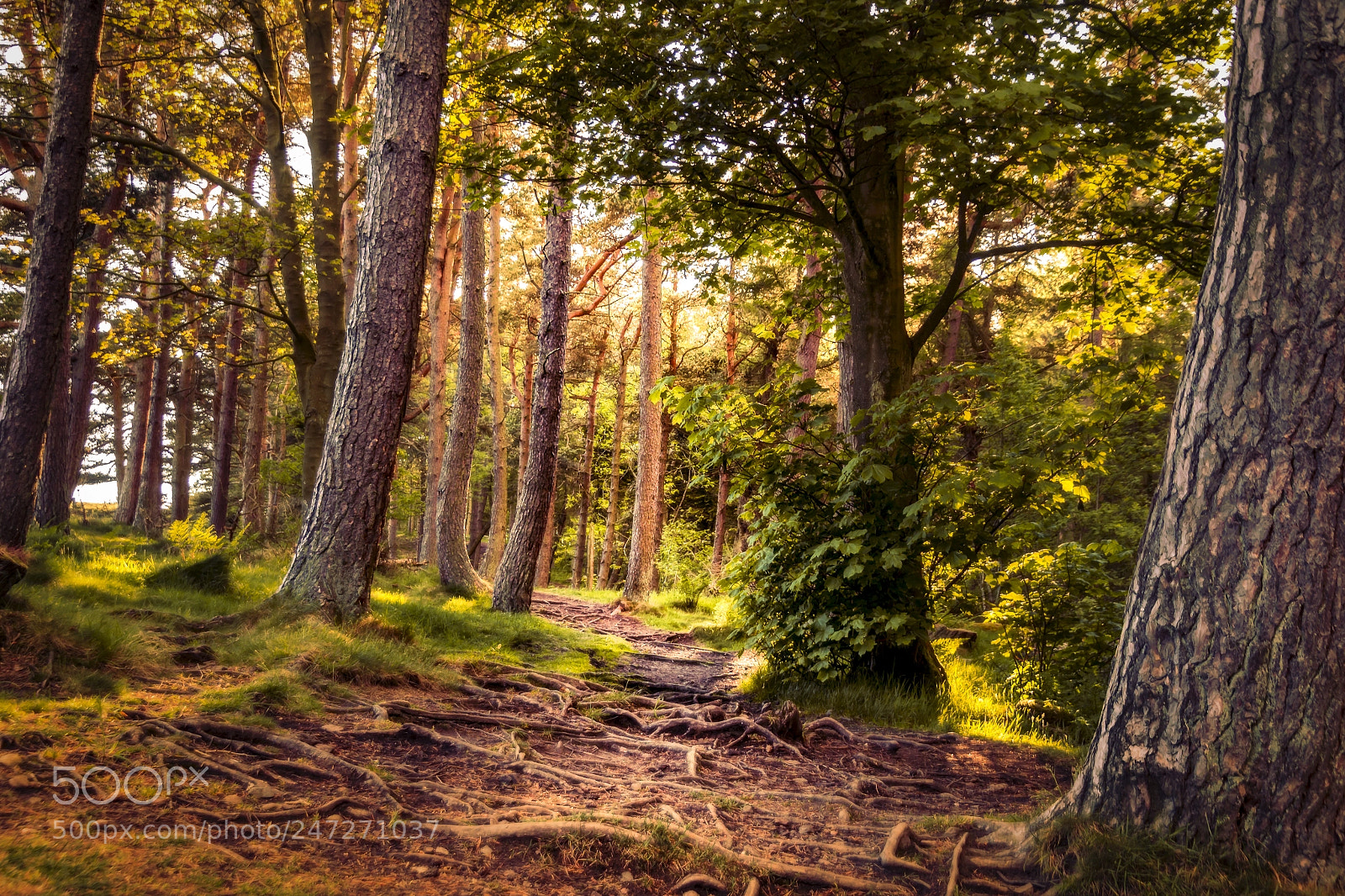 Canon EOS 600D (Rebel EOS T3i / EOS Kiss X5) sample photo. Dreamy woods photography