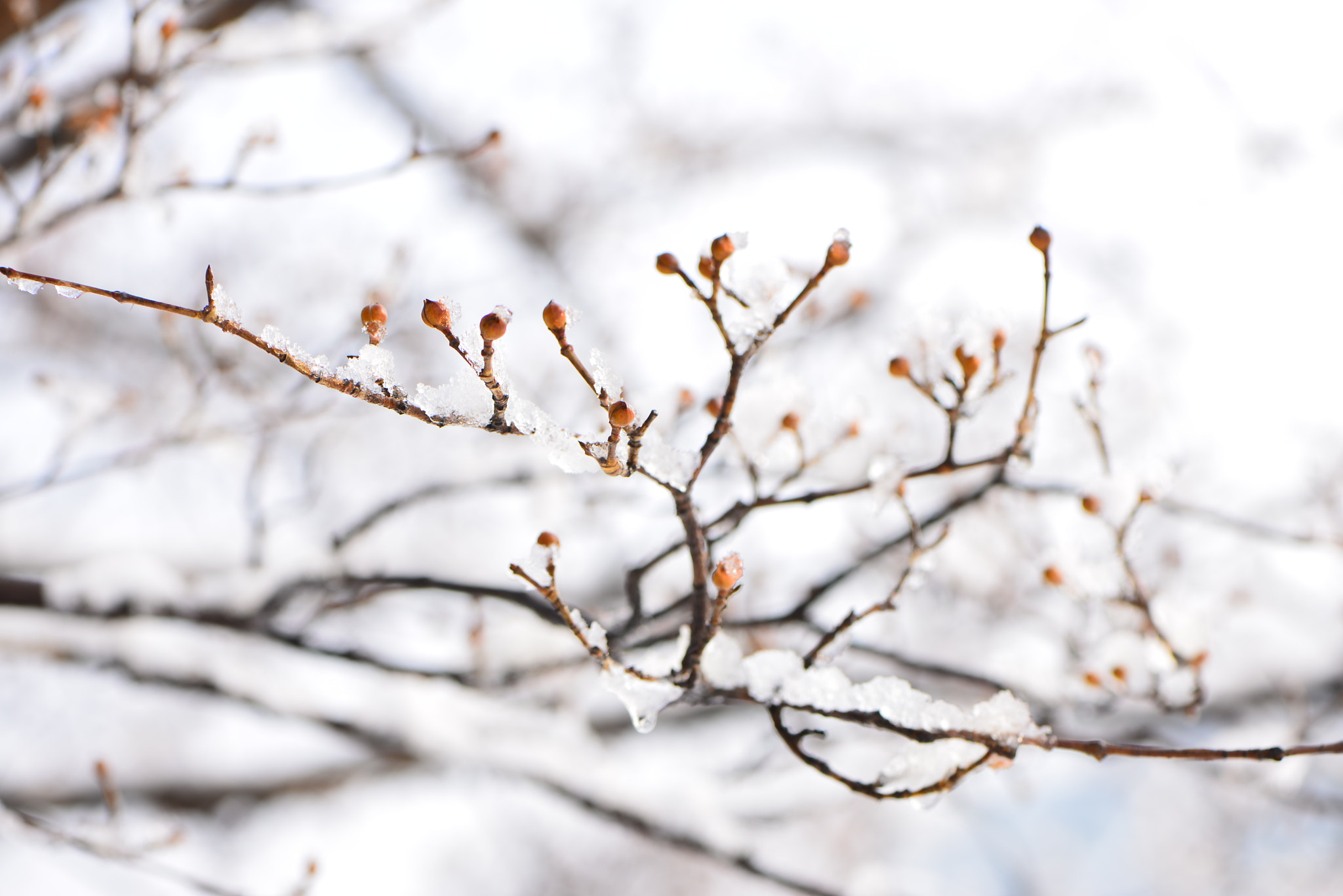 Nikon AF-S Micro-Nikkor 105mm F2.8G IF-ED VR sample photo