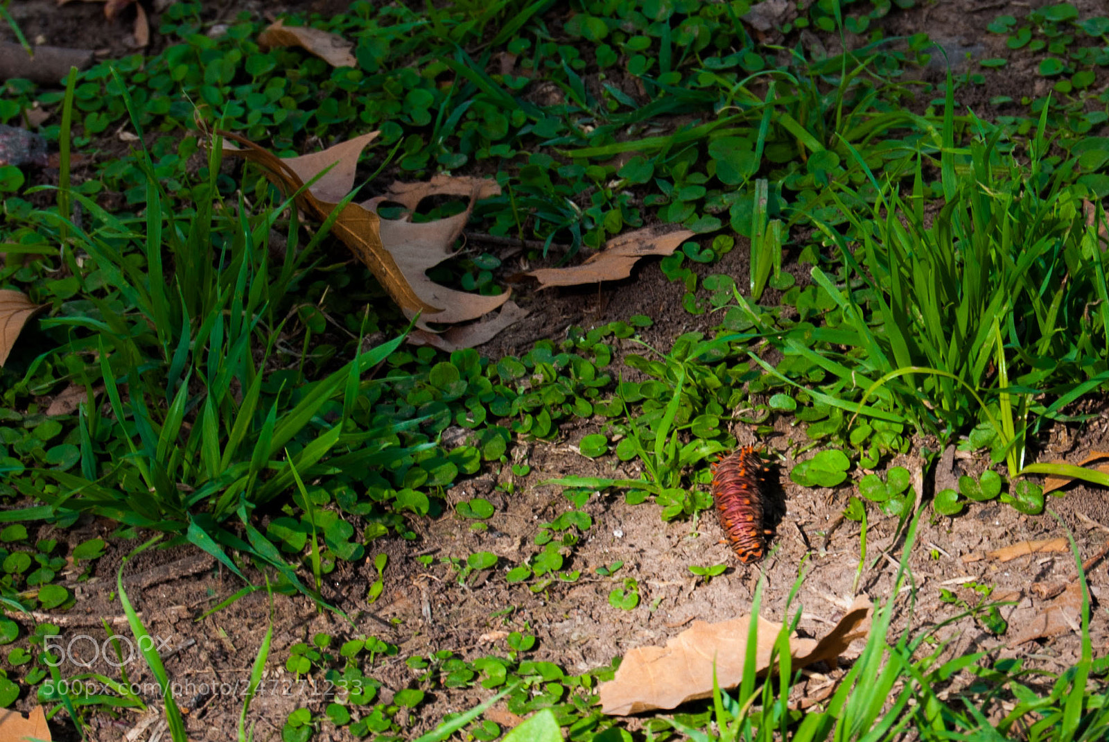 Nikon D40X sample photo. Merodeando photography