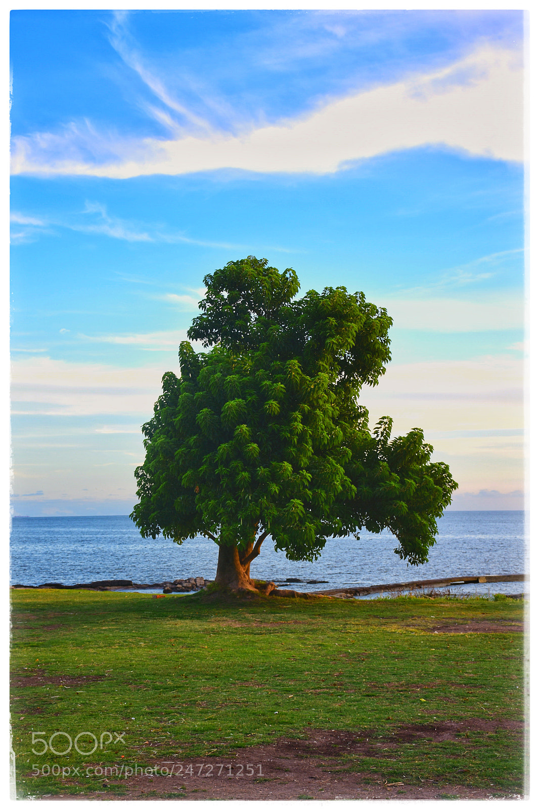 Nikon D7200 sample photo. The tree by the photography