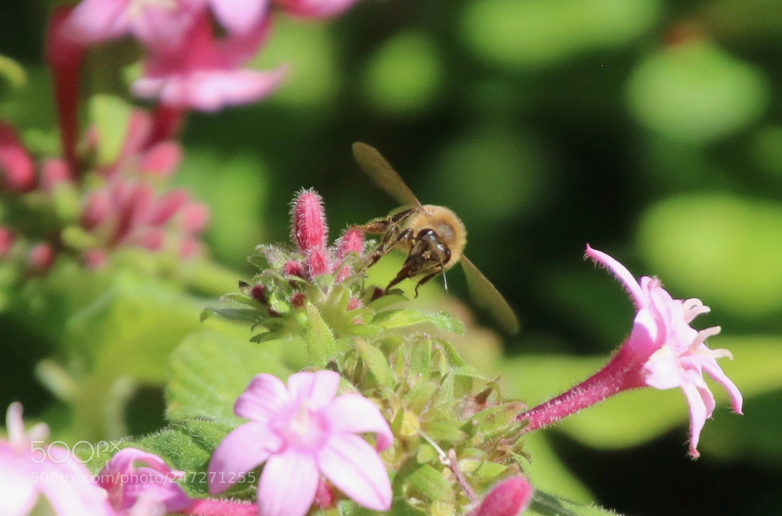 Canon EOS 760D (EOS Rebel T6s / EOS 8000D) sample photo. Bee in flight photography
