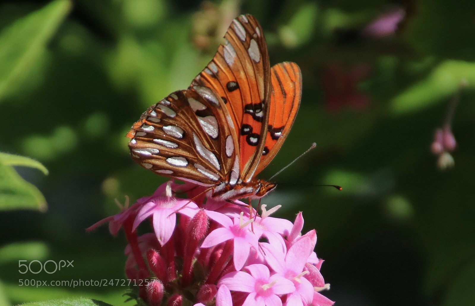 Canon EOS 760D (EOS Rebel T6s / EOS 8000D) sample photo. Butterfly at work photography