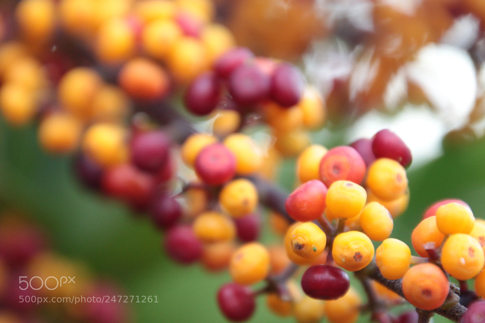 Canon EOS 760D (EOS Rebel T6s / EOS 8000D) sample photo. Colors of bermuda photography