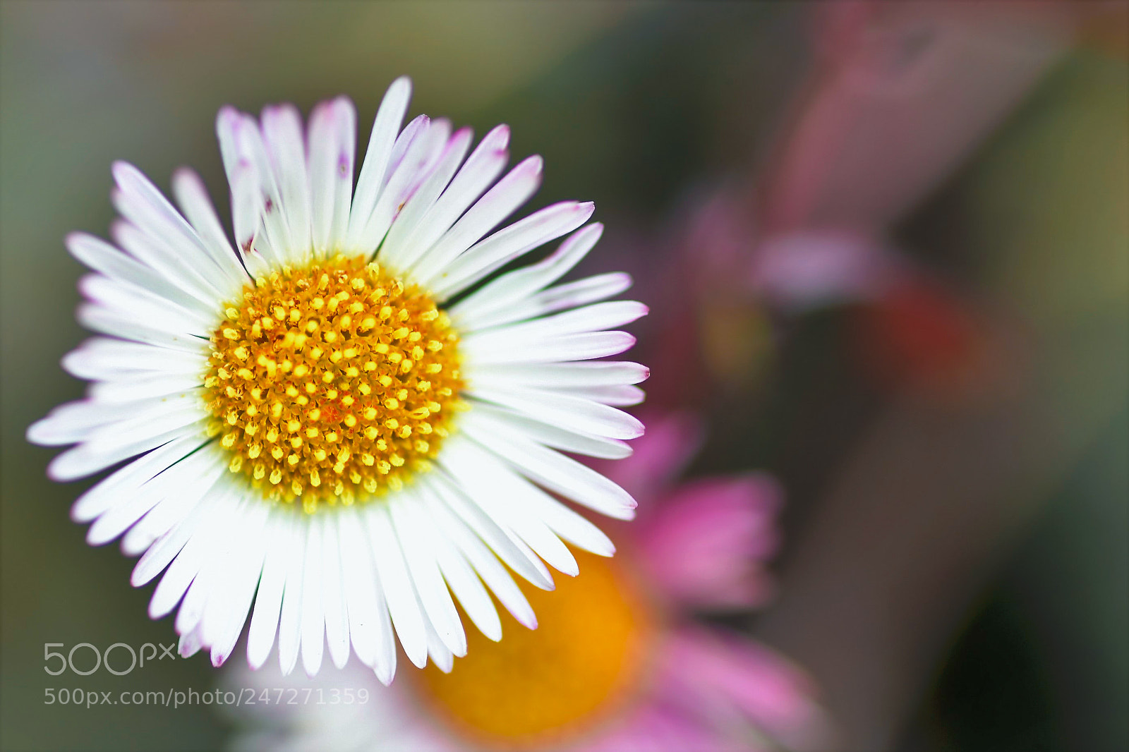 Nikon D500 sample photo. Pratolina photography